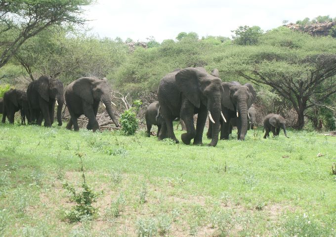 2Africa Travel
